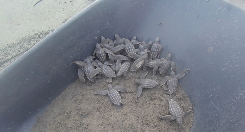 A group of baby sea turtles rest on sand in a wheelbarrow. 